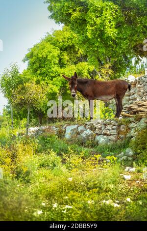 Beautiful donkey stands among fresh green nature, grass-fed graze, nice domestic burro in the countryside, livestock on the farm Stock Photo