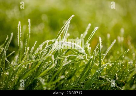 Gras mit Raureif im Gegenlicht Stock Photo