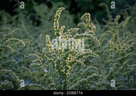 Horse sorrel during the flowering period. Rumex confertus. Horse sorrel on the side of a rural road. Stock Photo