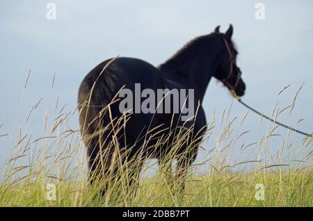 Friesian hose at the beach Stock Photo