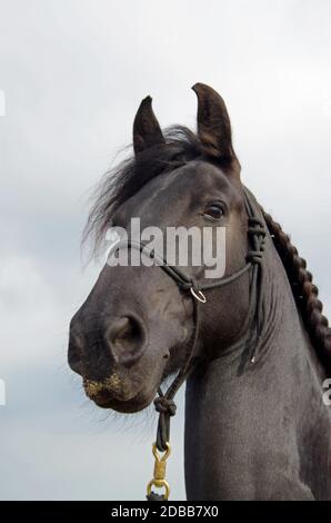 Horse at the Beach Stock Photo