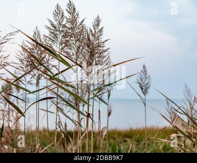 Closeup of wild grass with water in the background Stock Photo