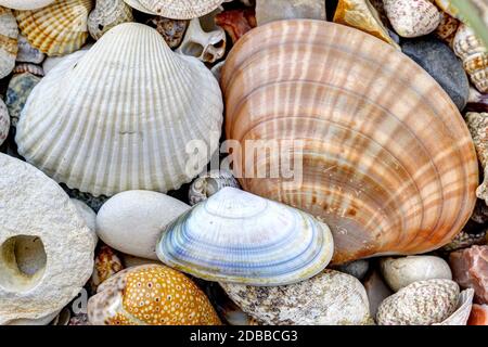 Detail of the pebble stones and scallops and shells Stock Photo