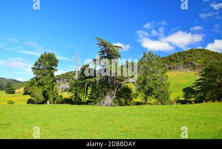 Landscape in New Zealand, South Island. A row of beautiful trees and a green meadow. Stock Photo