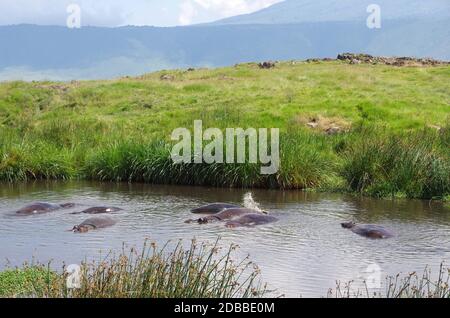 Hippopotamus pool in the Ngorongoro crater in Tanzania Stock Photo