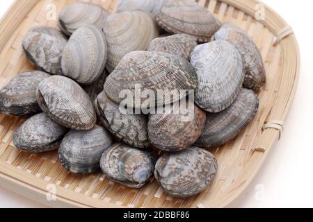 Japanese asari clams in a bamboo basket on white background Stock Photo