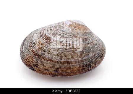 Close up of Japanese asari clams on white background Stock Photo