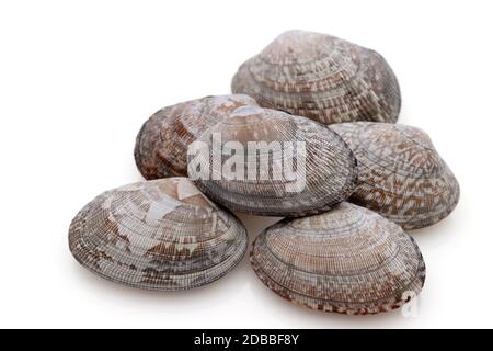 Close up of Japanese asari clams on white background Stock Photo