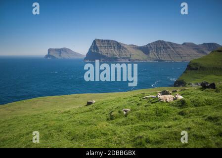 Denmark, Faroe Islands, Klaksvik, Trollanes, Sheep lying on coast Stock Photo