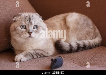 Cute Scottish cat is lying on the couch and looking away. Selective focus Stock Photo