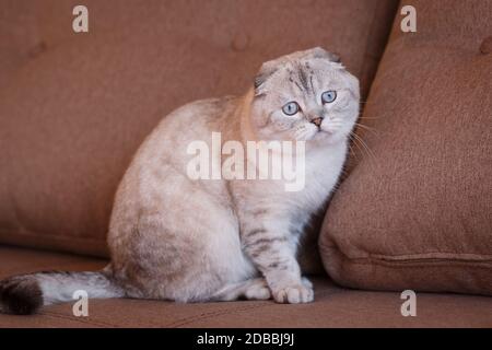 Very beautiful purebred gray cat. Photo causes a smile and positive emotions. Suitable for advertising a pet store or cat food. Scottish breed. Stock Photo