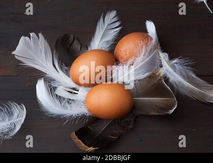 three brown whole chicken eggs in the middle of white feathers on a wooden background, close up Stock Photo