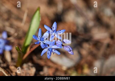 Scilla flowers native to the Bukk mountains in Hungary Stock Photo