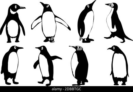 A collection of 8 vector penguins isolated on a white background. Stock Photo