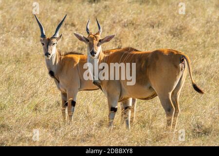 Two eland stand in grass eyeing camera