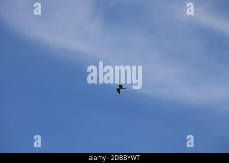flying seagulls in the blue sky in the province of Alicante, Costa Blanca, Spain Stock Photo