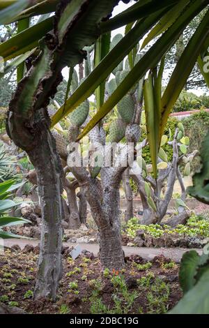 Tropical Botanical Garden in Funchal on Madeira island, Portugal Stock Photo