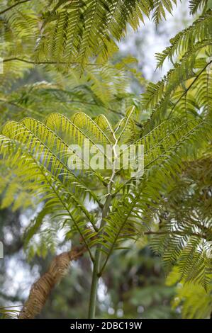 The giant tree fern of New Zealand. The fern symbolizes new life, growth, strength and peace and is used as a symbol of New Zealand flora and tourism. Stock Photo