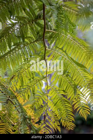 The giant tree fern of New Zealand. The fern symbolizes new life, growth, strength and peace and is used as a symbol of New Zealand flora and tourism. Stock Photo