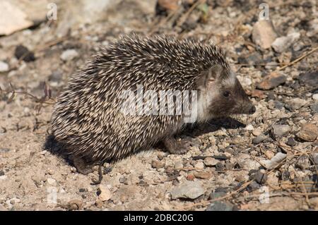 North African hedgehog Atelerix algirus. Cruz de Pajonales. Integral Natural Reserve of Inagua. Tejeda. Gran Canaria. Canary Islands. Spain. Stock Photo