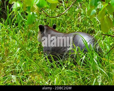 Tapir in Corcovado National Park, Osa Peninsula, Costa Rica Stock Photo