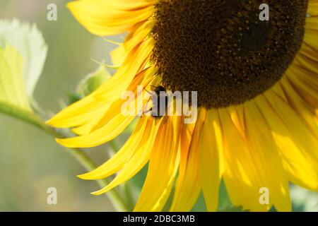 Bumblebee on a sunflower in summer Stock Photo