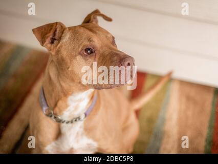 Candid portrait of young staffordshire terrier dog at animal shelter Stock Photo