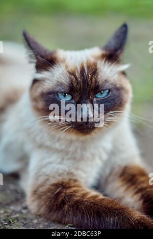 Adorable siamese cat with blue eyes lying on ground and resting on summer day in yard Stock Photo