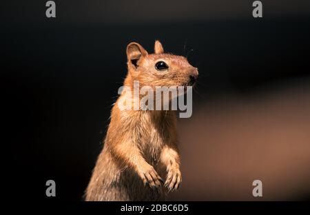 Close up portrait of ground squirrel, plain background,with copy space Stock Photo