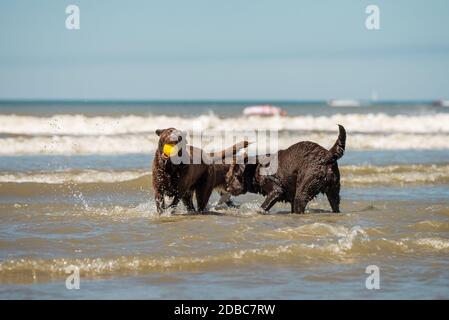 Two chocolate labrador retriever pups playing in the ocean surf Stock Photo