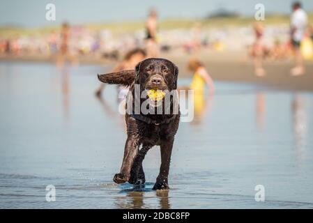Happy young adult labrador playing with yellow ball at the beach Stock Photo