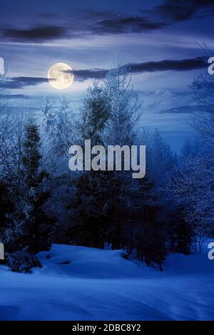 spruce forest on a snow covered hill at night. beautiful mountain landscape in winter in full moon light. misty weather with bright sky Stock Photo