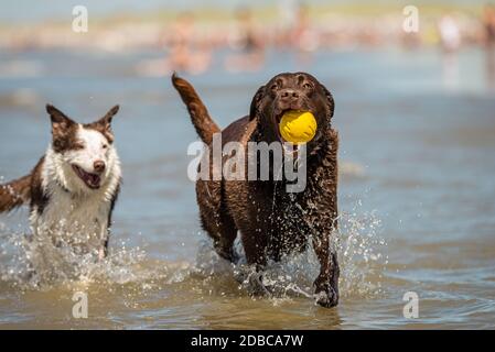 Border collie and chocolate labrador running in the ocean surf Stock Photo