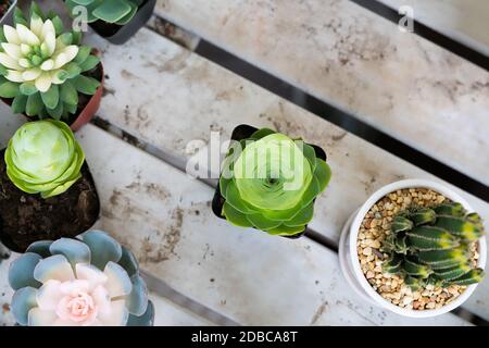 green cactus in the pot top view on the wooden table backgrounds. spring flower concept Stock Photo