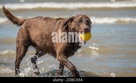 Candid closeup portrait of Chocolate lab dog playing at the beach Stock Photo