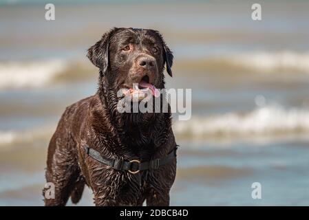 Outdoor portrait of chocolate labrador at Scheveningen beach, Holland Stock Photo
