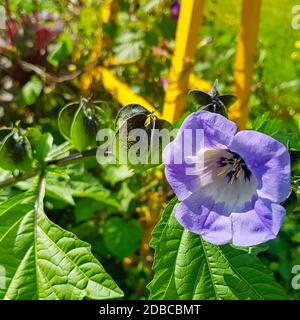 Nicandra physalodes known as apple-of-Peru and shoo-fly plant Stock Photo