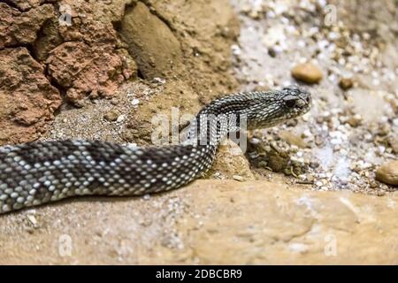 Rattlesnake - Crotalus durissus, poisonous. Dangers. Stock Photo