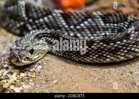 Rattlesnake - Crotalus durissus, poisonous. Dangers. Stock Photo