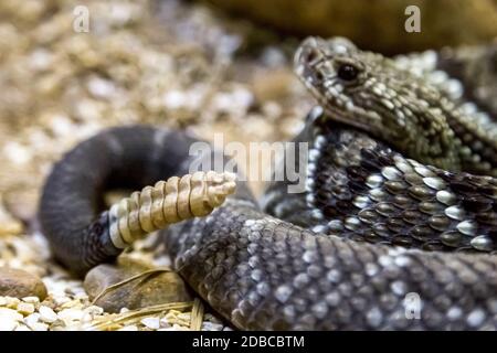 Rattlesnake - Crotalus durissus, poisonous. Dangers. Stock Photo