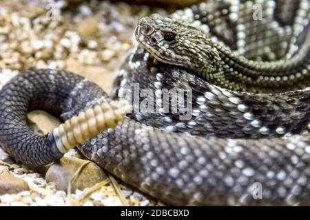 Rattlesnake - Crotalus durissus, poisonous. Dangers. Stock Photo