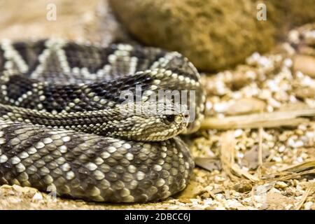 Rattlesnake - Crotalus durissus, poisonous. Dangers. Stock Photo