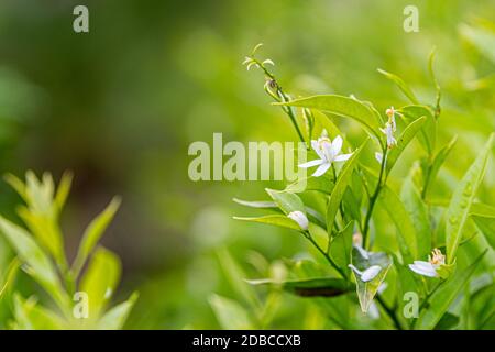 The orange blossom is the fragrant flower of the Citrus sinensis (orange tree). Stock Photo