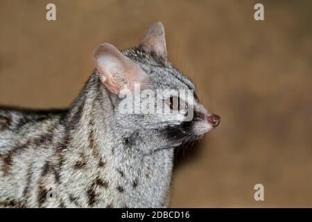 Close-up portrait of a large-spotted genet (Genetta tigrina), South Africa Stock Photo