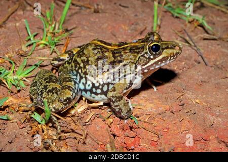 South African River Frog (Amietia quecketti), Plettenberg Bay, South