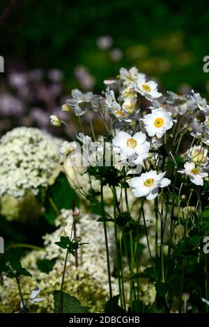 anemone hybrida honorine jobert,white,flower,flowers,hydrangea annabelle,,flowering combination,mixed flowers,mixed planting scheme,bloom,blossom,pere Stock Photo