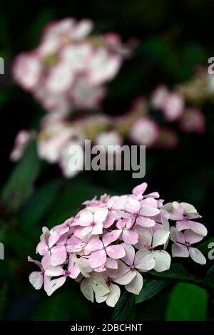 Pink and white lacecap Hydrangea flowers Stock Photo - Alamy