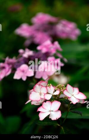 Hydrangea serrata Kiyosumi,mophead hydrangea,white pink edged flower,white pink edged flowers,inflorescence,lacecap hydrangeas,Hydrangea serrata Kiyos Stock Photo