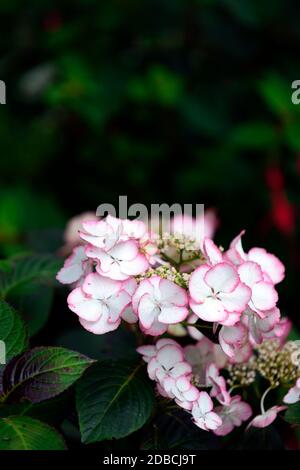 Hydrangea serrata Kiyosumi,mophead hydrangea,white pink edged flower,white pink edged flowers,inflorescence,lacecap hydrangeas,Hydrangea serrata Kiyos Stock Photo