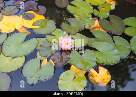 Pink lily blooms in the pond. A green frog sits on a blooming lily leaf. Stock Photo